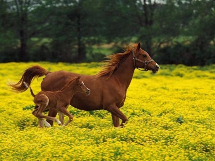 Арабски кон - най-скъпият кон в света