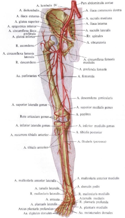 Arterele membrelor inferioare