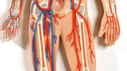 Structura femurală arterială, funcție, anatomie