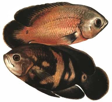 Astronotus (Astronotus) - otthoni akváriumban