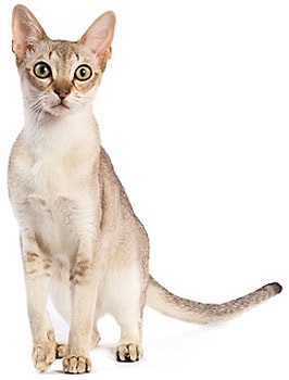 Beaphar pisici vitamine pentru pisici cu proteine ​​- cumpara ieftin in moscow in ieftine