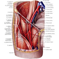 Artera femurală 1
