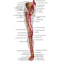 Artera femurală 1