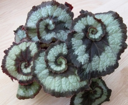 Begonia decorative de foioase