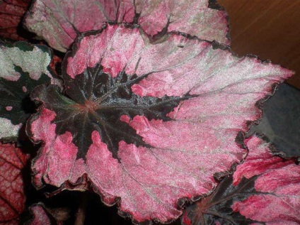 Begonia decorative decorative - îngrijire și reproducere