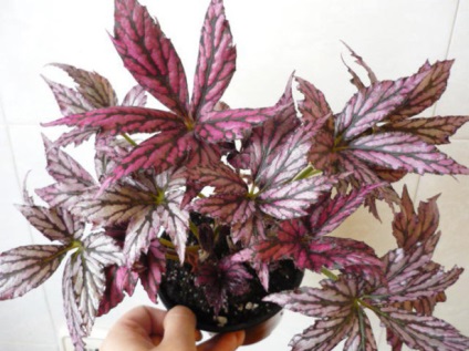 Begonia decorative decorative - îngrijire și reproducere