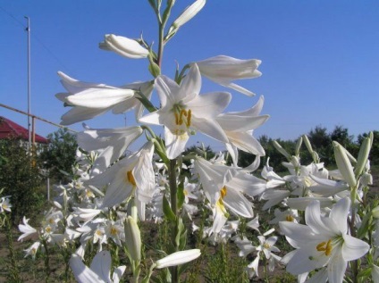 Crin alb, alb-ninsoare - candidum - fotografie, plantare și îngrijire, proprietăți medicinale