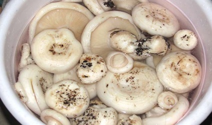 Ciuperci albe murate pentru rețetele de iarnă fără sterilizare, marinate în cutii de conserve