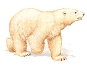 Urs polar, urs polar (ursus maritimus), descrierea zonei culoare, dimensiune, greutate