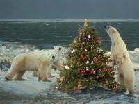 Urs polar, urs polar (ursus maritimus), descrierea zonei culoare, dimensiune, greutate