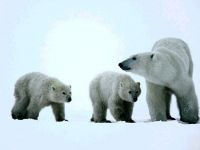 Urs polar, urs polar (ursus maritimus), descrierea zonei culoare, dimensiune, greutate