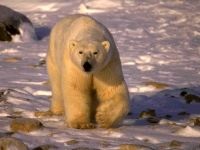 Urs polar, urs polar (ursus maritimus), descrierea zonei culoare, dimensiune, greutate