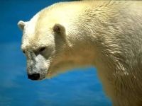 Urs polar, urs polar (ursus maritimus), descrierea zonei culoare, dimensiune, greutate
