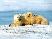 Urs polar, urs polar (ursus maritimus), descrierea zonei culoare, dimensiune, greutate