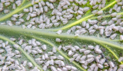 Whitefly în culorile camerei