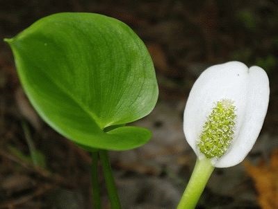 Calla mlaștină - reproducere, plantare și îngrijire!