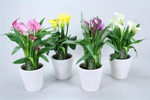 Calla sau kalla cultivarea etiopiană, fertilizarea, îngrijirea, reproducerea