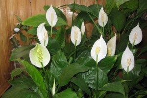 Calla sau kalla cultivarea etiopiană, fertilizarea, îngrijirea, reproducerea