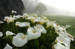 Calla sau kalla cultivarea etiopiană, fertilizarea, îngrijirea, reproducerea