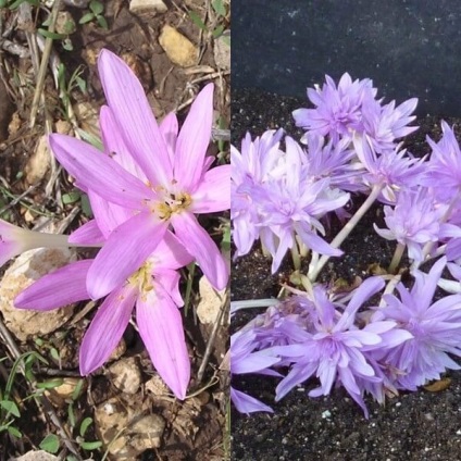 Colchicum sau colchicum fotografie, plantare și îngrijire, cultivare