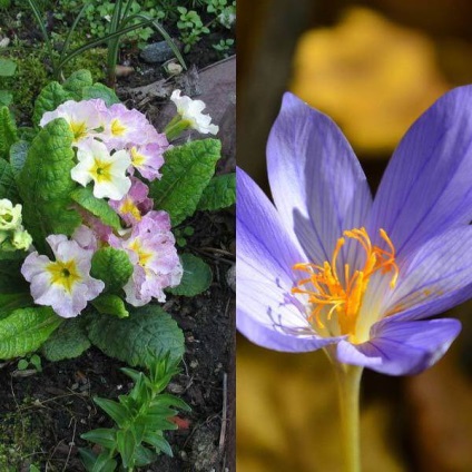 Colchicum sau colchicum fotografie, plantare și îngrijire, cultivare