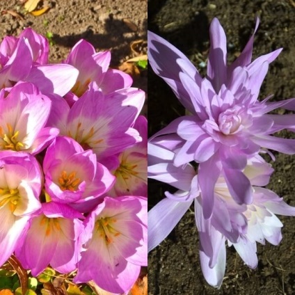 Colchicum sau colchicum fotografie, plantare și îngrijire, cultivare