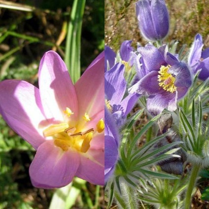 Colchicum sau colchicum fotografie, plantare și îngrijire, cultivare