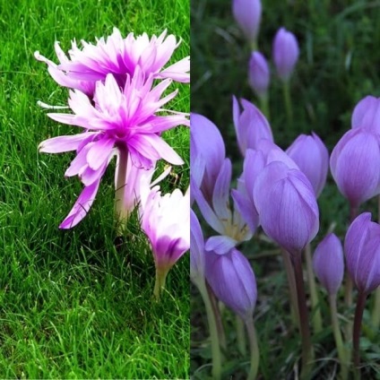 Colchicum sau colchicum fotografie, plantare și îngrijire, cultivare