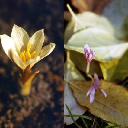 Colchicum sau colchicum fotografie, plantare și îngrijire, cultivare