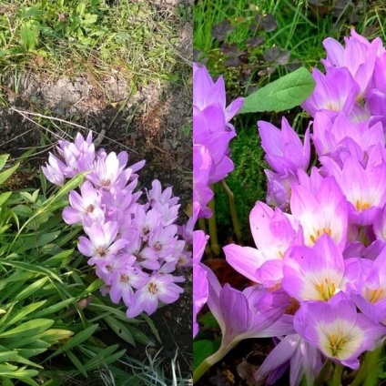 Colchicum sau colchicum fotografie, plantare și îngrijire, cultivare