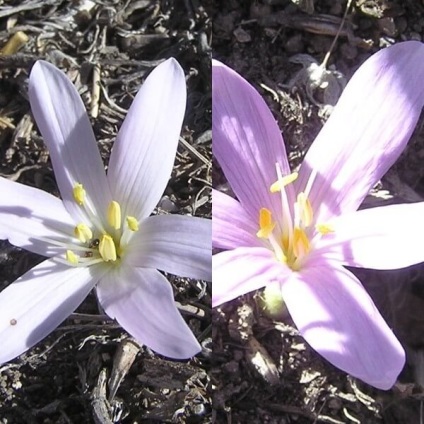 Colchicum sau colchicum fotografie, plantare și îngrijire, cultivare