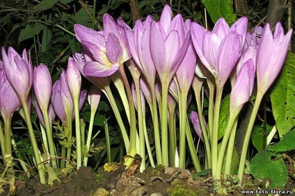 Cultivarea și îngrijirea de colchicum de toamnă (colchicum)