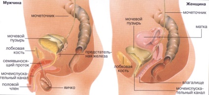 Durerea în vezică - la bărbați, la femei, în timpul sarcinii