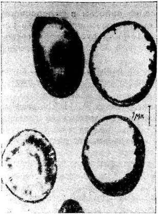 Boris Mednikov - Darwinismul în secolul xx - pagina 45