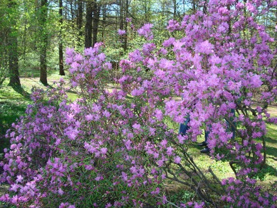 Gradina botanica