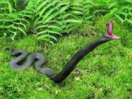 Nadrágra kígyó - vicces viccek történetek idézetek beszédeket versek képek vicces játékok