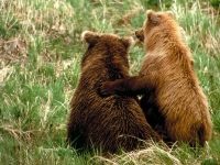 Barna medve, barna medve (Ursus arctos) a fekete medve, nagy földi ragadozó, sebesség,