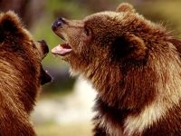 Ursul ursus, ursus arctos, urșii negri, pradă mare, viteză,