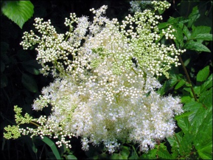 A gyógyító tulajdonságait meadowsweet, minden!