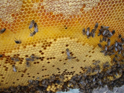 Centrul de apitherapie, sau cum să câștigi bani pentru inteparea albinelor
