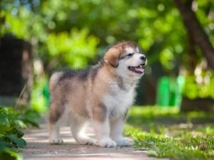 A nehéz helyzetben lévő kiskutyát etetni a macskák és kutyák