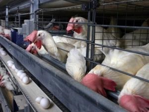 Ce să hrăniți găinile găini, pentru a obține o productivitate ridicată