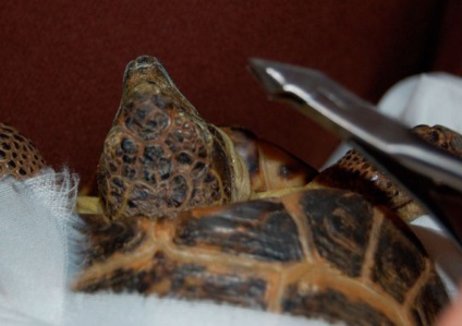 Turtle a rupt ciocul, cum să se vindece, ce să facă