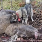 Fekete és szürke husky norvég jávorszarvas (fotó, videó, leírás)