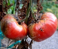 Usturoi împotriva phytophthora de tomate
