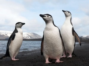 Numărul de pinguini este în scădere, iar balenele pot fi vinovate