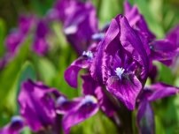 Ce trebuie să știți despre creșterea iriselor pitice, a florilor în grădină (gospodărie)