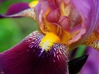 Ce trebuie să știți despre creșterea iriselor pitice, a florilor în grădină (gospodărie)
