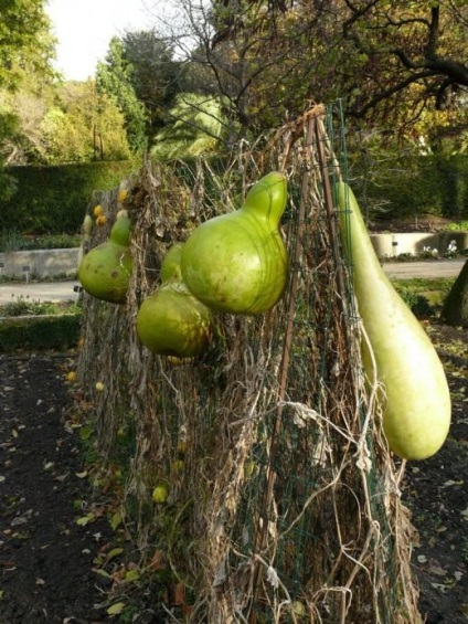 Miracol de legume de lagenariya