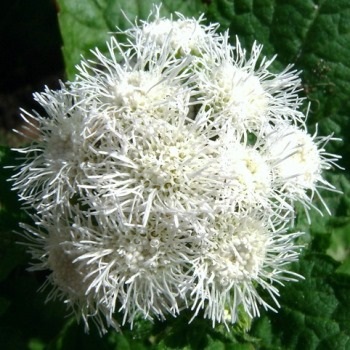 Ageratum de flori la domiciliu 4201